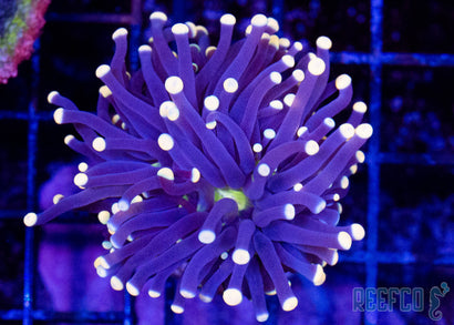 Aquacultured Indo Torch