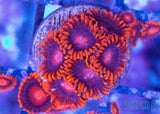 Bam Bam Zoanthids