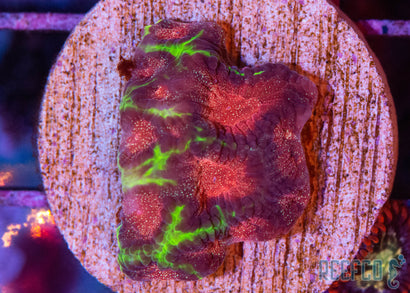 珊瑚のディッシュ Mushrooms – Chief Reef Corals