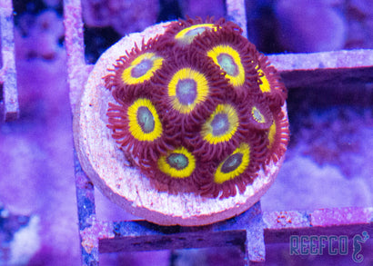 Transform Your Aquarium with the Best Zoas | Reefco