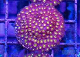 Bling Bling Cyphastrea