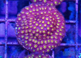 Bling Bling Cyphastrea