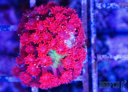 珊瑚のディッシュ Mushrooms – Chief Reef Corals