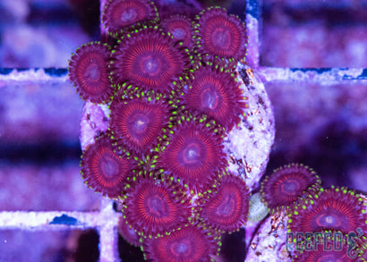 CB Cherry Sour Zoa