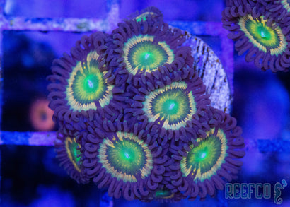 Citrus Cooler Zoa