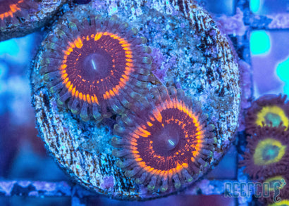 ZOA 　　　　　　　　　　　　　　　　　Z.O.A Transform Your Aquarium with the Best Zoas | Reefco