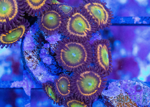 ZOA gonzo_citrus_cooler_40_large.