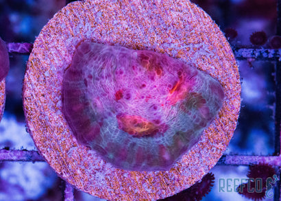 jf_Biohazard_chalice