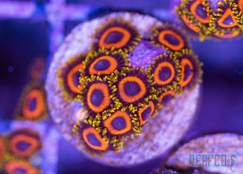 jungle_juice_zoa_800x.jpg?v=