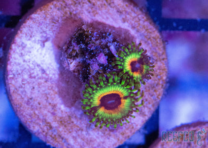 Little Shop of Horrors