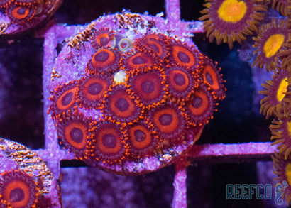 Miami Heat Zoa
