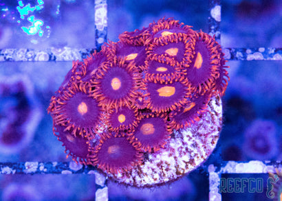 My Clementine Zoa