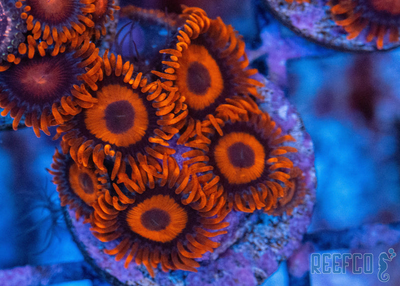 Orange Oxide Zoa – Reefco Aquariums