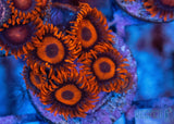 Orange Oxide Zoa