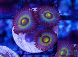 Outkast Zoanthid