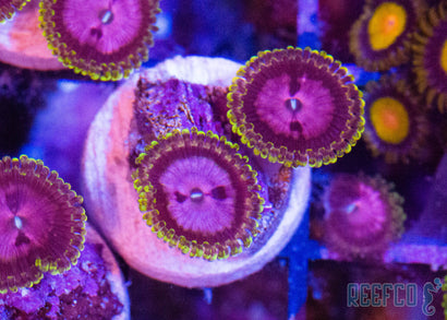 RR Pink Diamond Paly