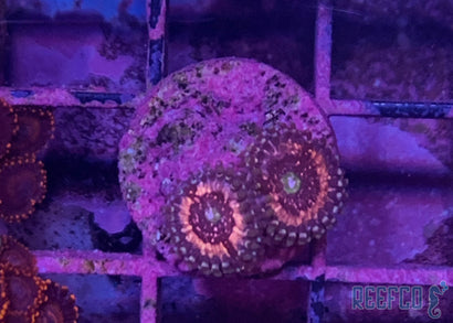 Pink Zipper Zoa