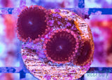 Pluto Passion Zoa