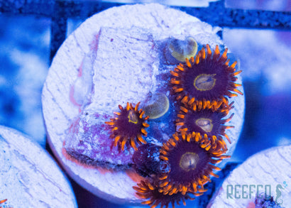 Rainbow Hornet Zoa
