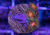 Rainbow Incinerator Zoa