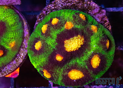 Raja Rampage Chalice