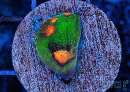 raja_rampage_chalice