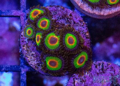 Rasta Zoanthids