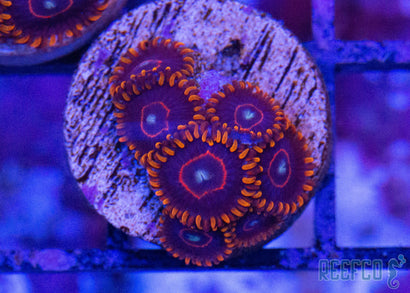 Red Hornets Zoanthids