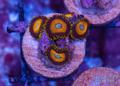 Scrambled Eggs Zoanthids
