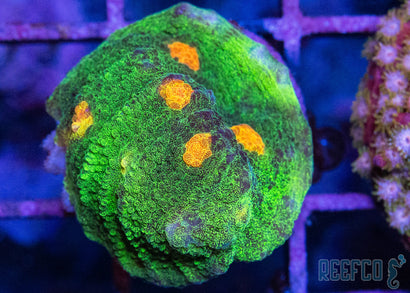 Space Invader Chalice