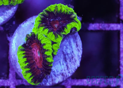 RA Raptors Revenge Favia