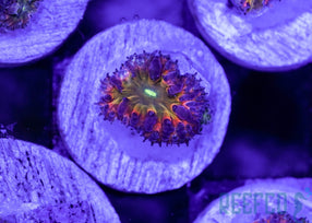 BSA Tittie Twister Blasto