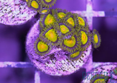 King Midas Zoanthids