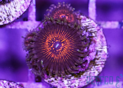 GB Neverbeast Zoanthids