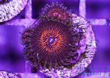 GB Nightmare Zoanthids