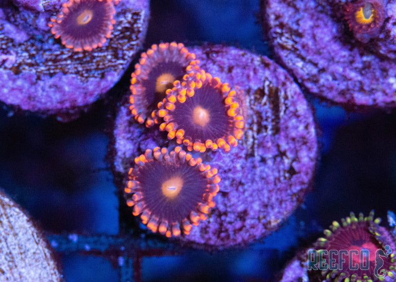 venom_x_zoa_800x.jpg?v=1588115313