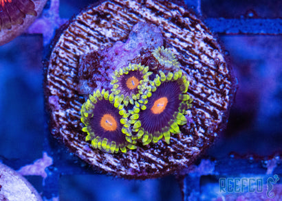 widow_maker_zoa